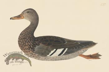 Rudbeck CFA 237 Mallard